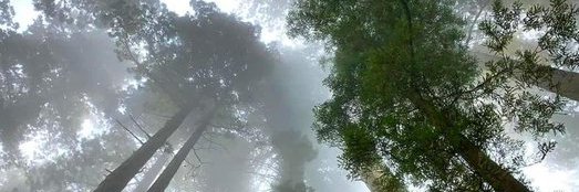 Eng . Prof . 26125 banner