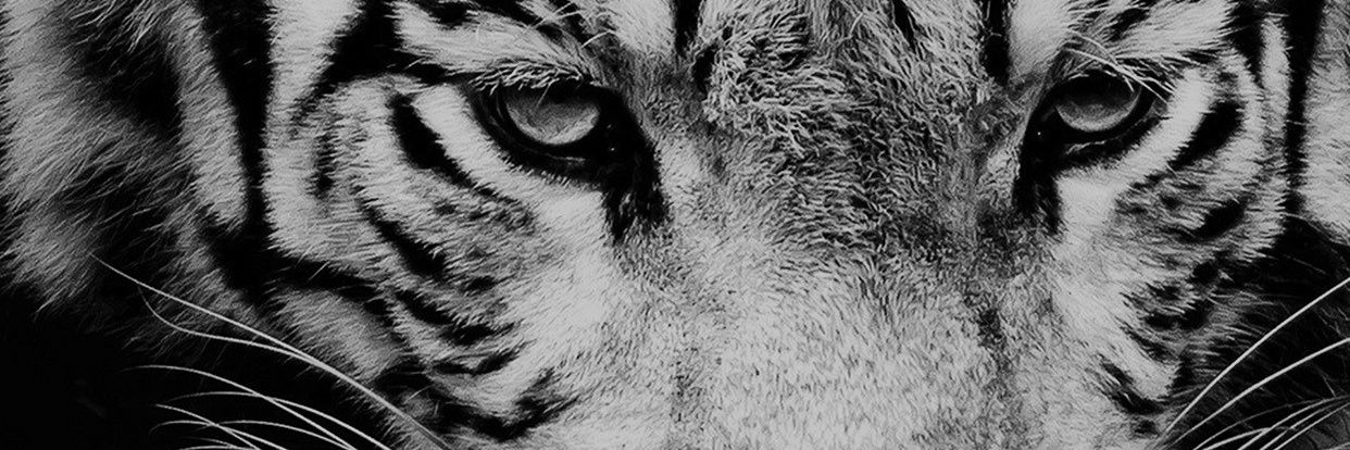 shadestcm's profile banner image