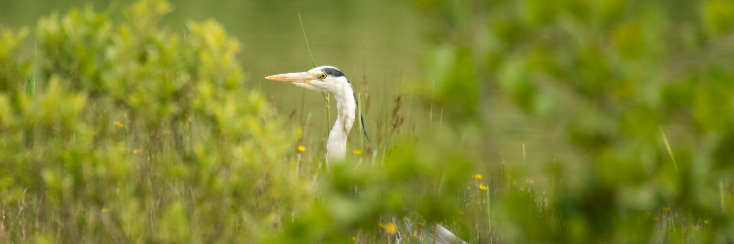 JanetMPackham💙 banner