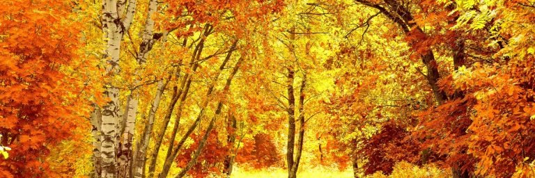 RayJefury's profile banner image