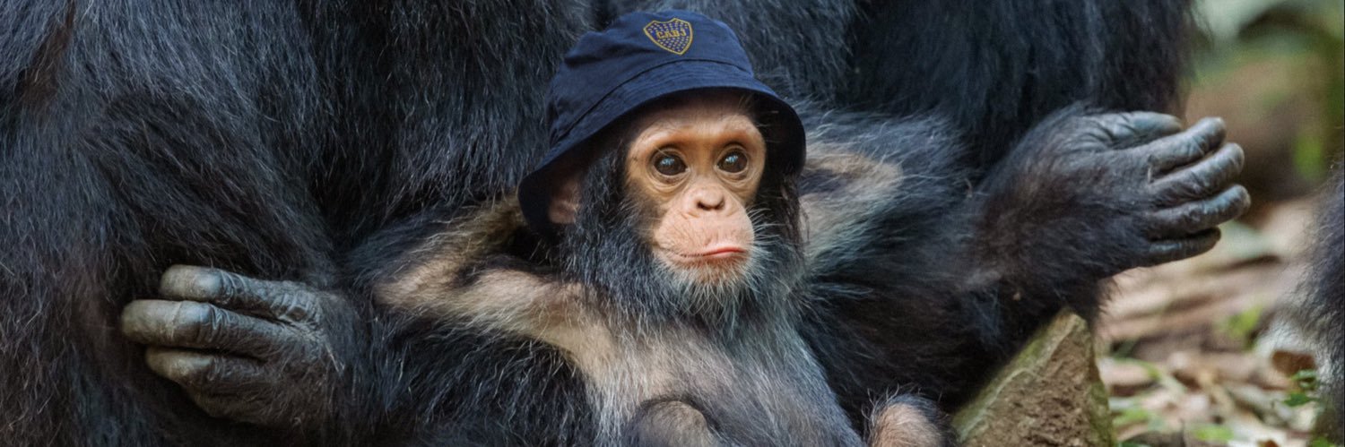 To_Russo's profile banner image