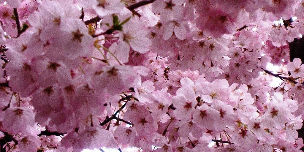 yuzunoki2618's profile banner image