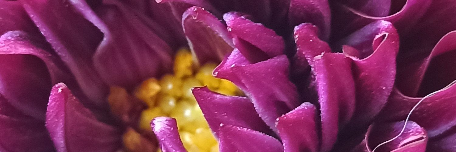 amnolis's profile banner image