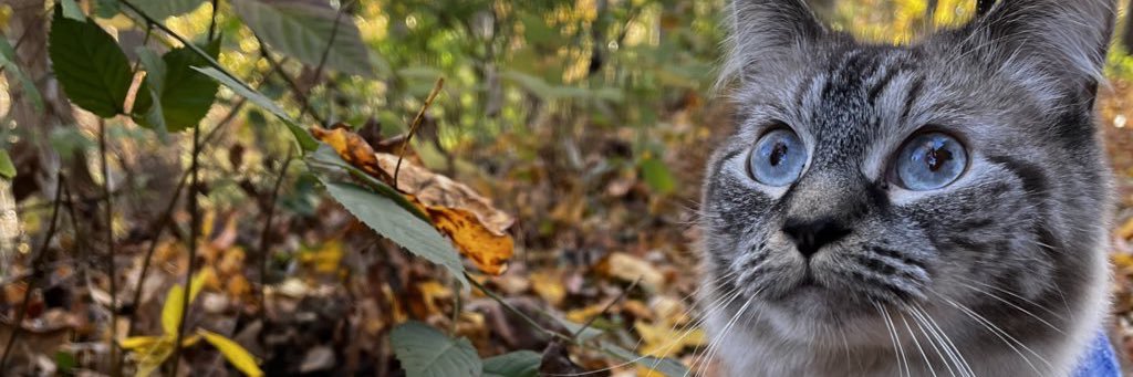 Autumn Johnson banner