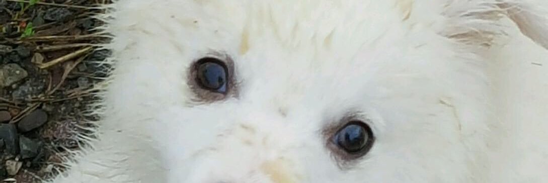 Abigal44's profile banner image