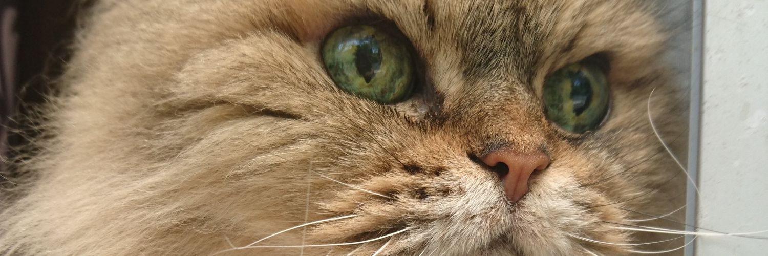 tochi787's profile banner image