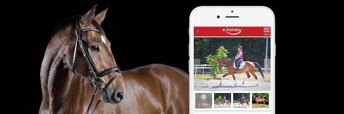 ehorses.com - horse market banner