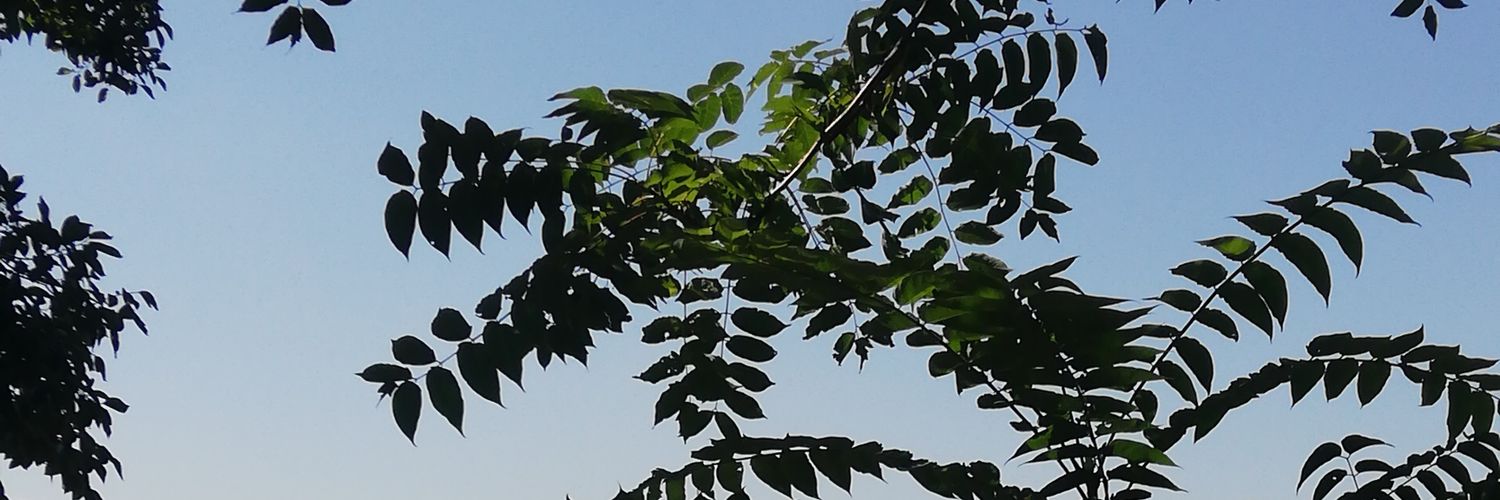 樋口可弥子's banner