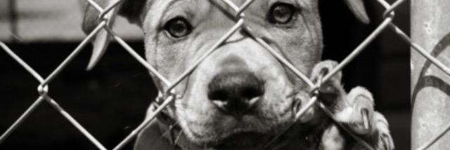 GiveDogsAVoice's profile banner image
