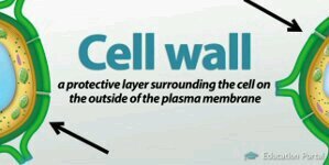 theREALCellWall's profile banner image