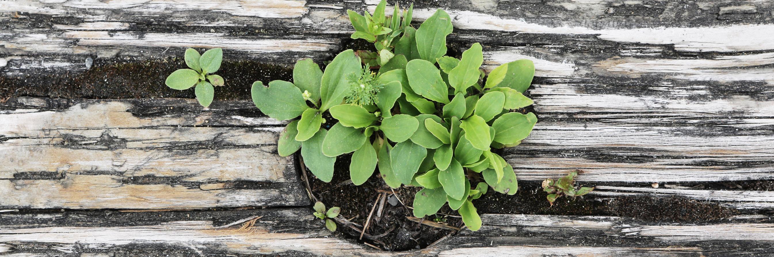 Manda Cuthbertson banner