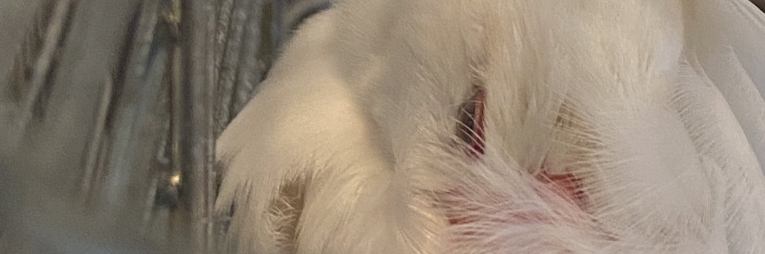 mnochaaan's profile banner image
