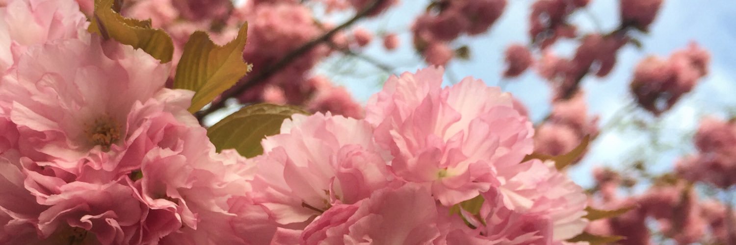 aubsiegel's profile banner image
