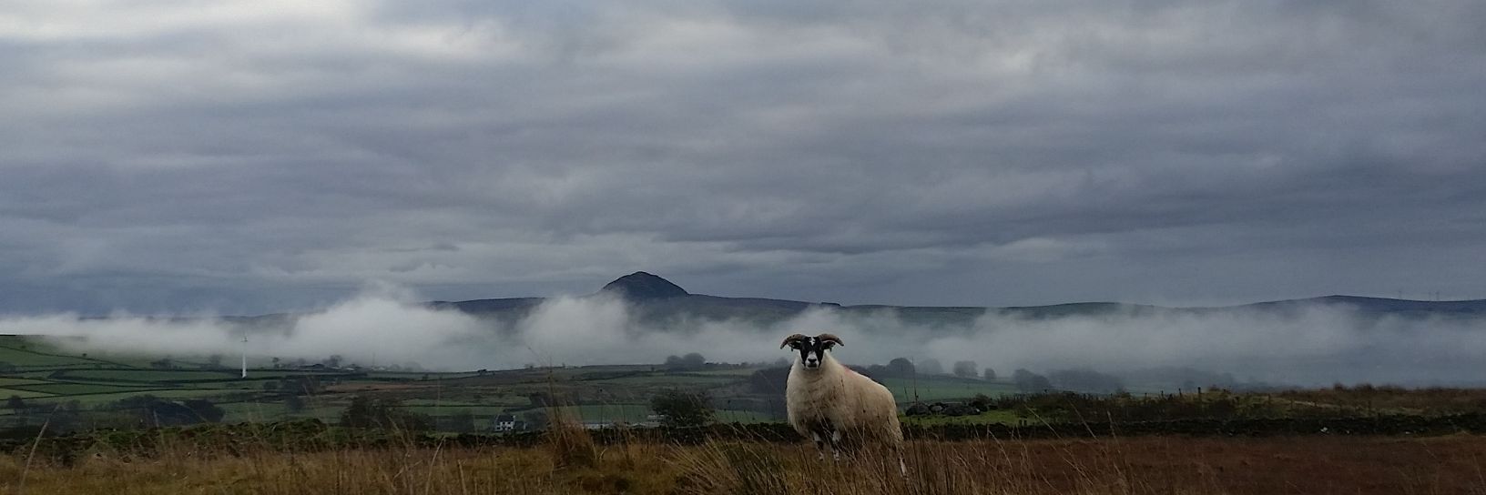 sheepschool's profile banner image