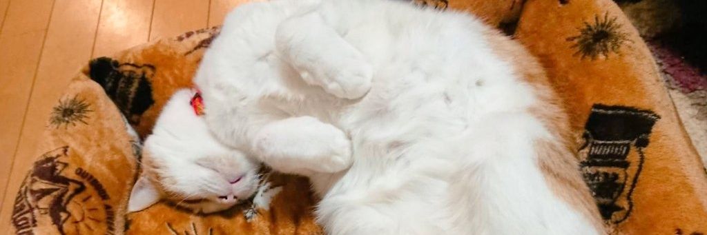 235fumik's profile banner image