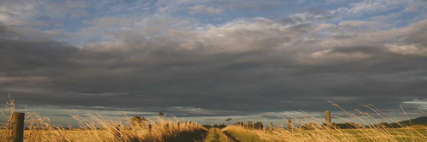 carmela steele❤️ Memecoin banner