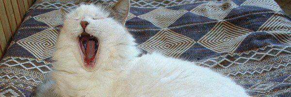 devamsutu's profile banner image