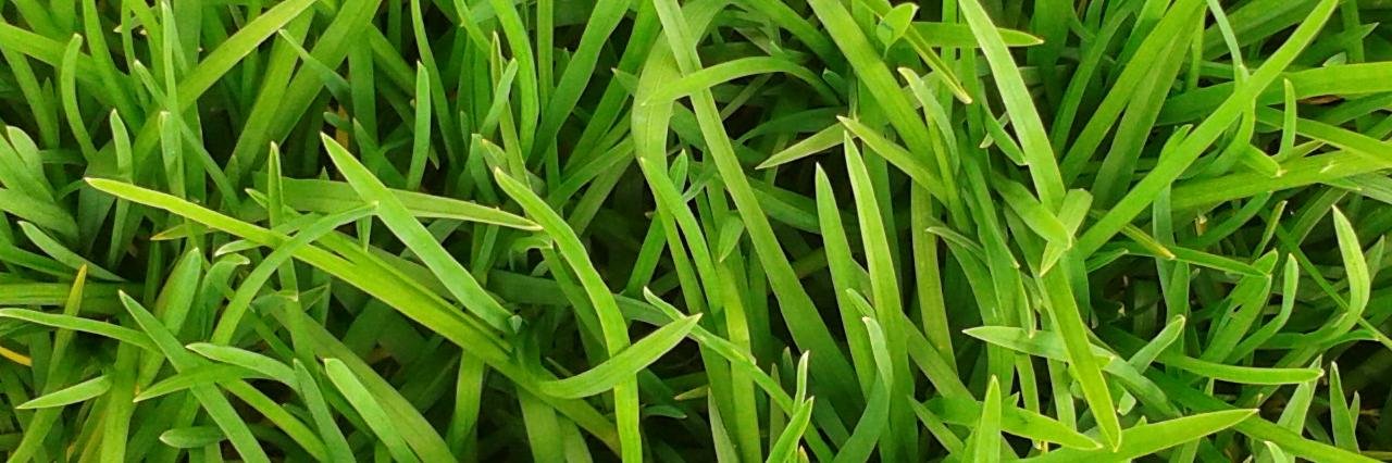 GreenAnimalFriends banner