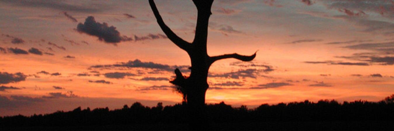 RobertSchrier's profile banner image
