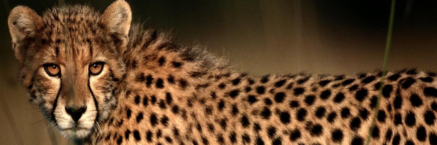 Centerville ES banner