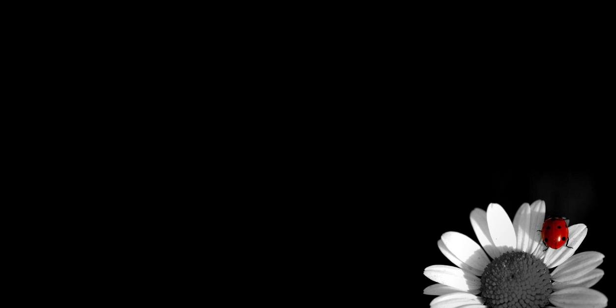 Meistiko2's profile banner image