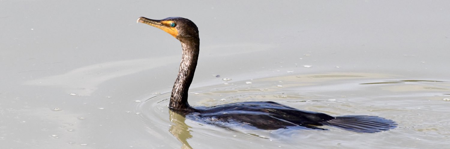 Catherine Hessian banner