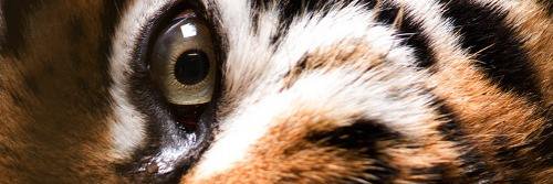 Roaming wolf 🐺 banner