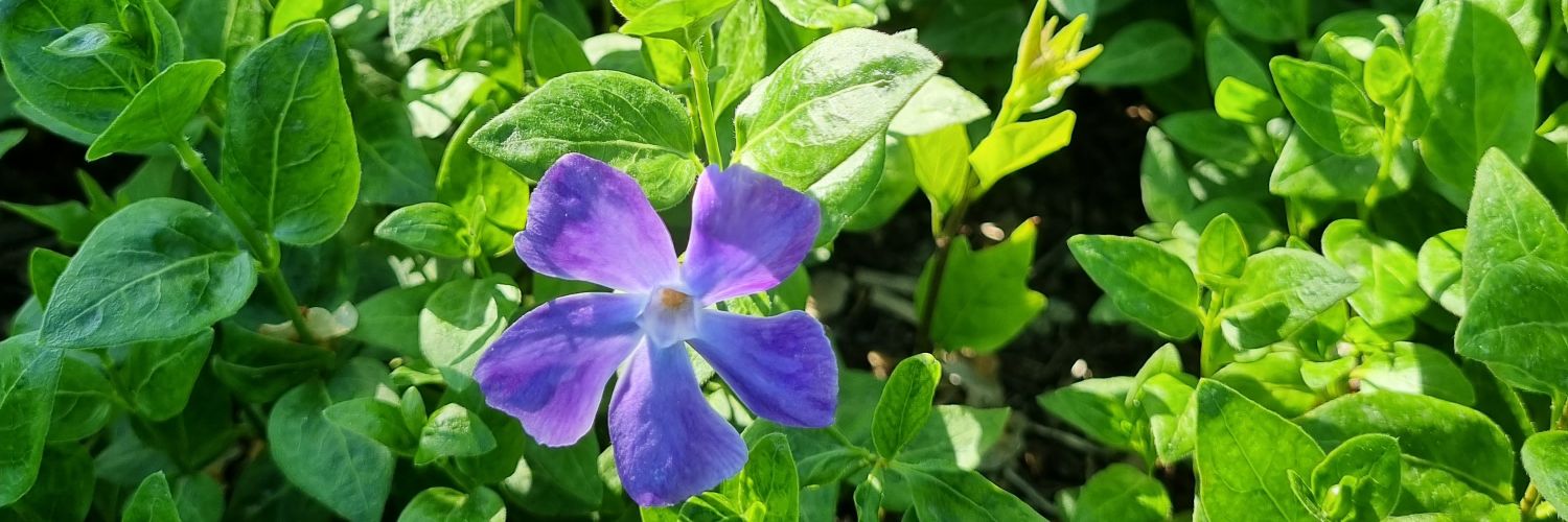 blueSymphony7's profile banner image