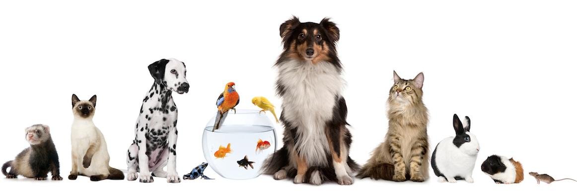AnimalsWhoCode's profile banner image