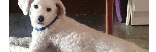 MirandaAguus's profile banner image