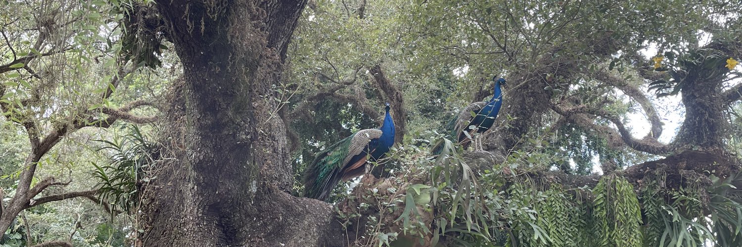 YALAINA E’LORI 🦚 banner