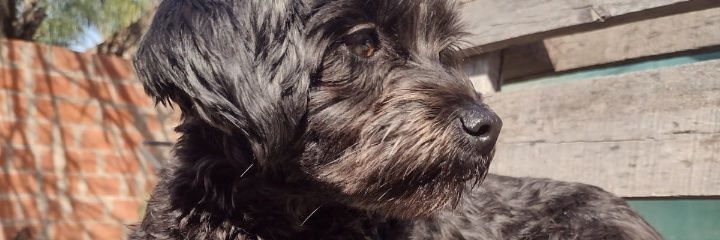 AbriilAllendee's profile banner image