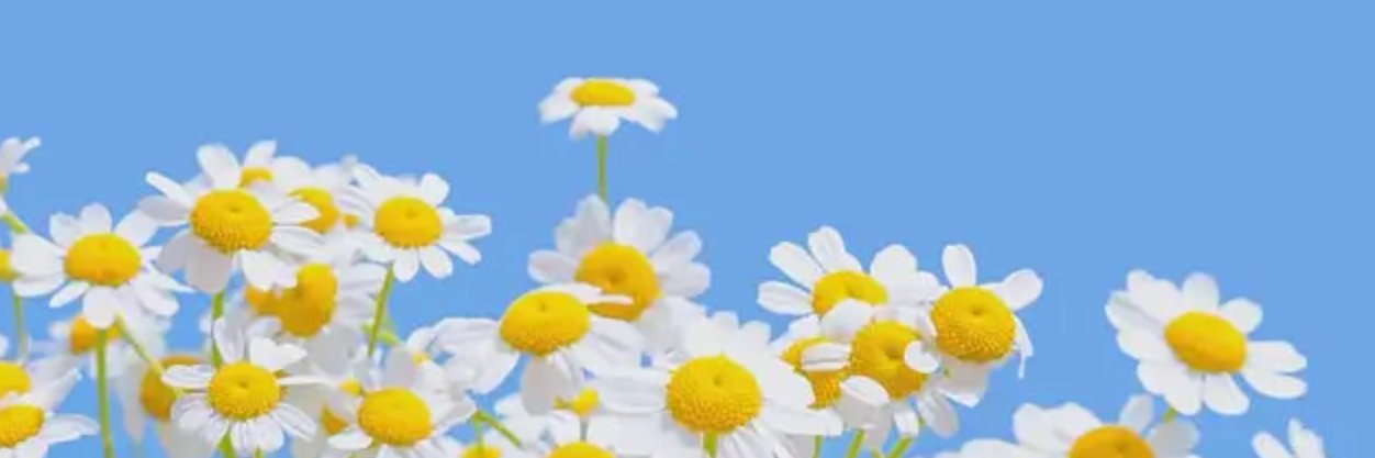 CoolCatt0's profile banner image