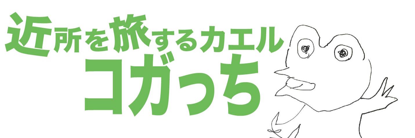 frog_kogach's profile banner image