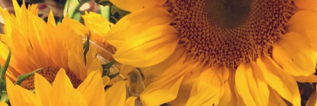 dani_donaugh's profile banner image