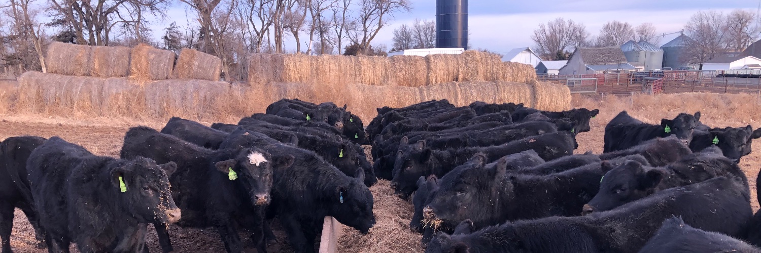 Cornfedcattle's profile banner image