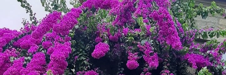 AndreinaD9's profile banner image