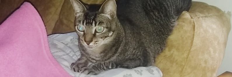 sapitaysapito's profile banner image