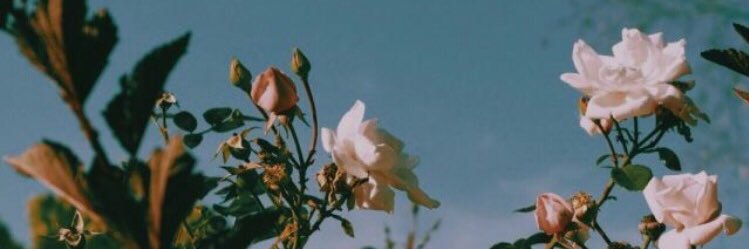 maddiestans's profile banner image
