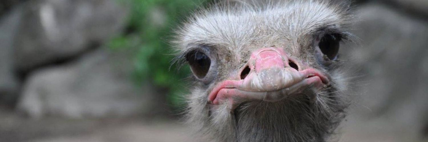 Dawn Schwan 🇨🇦🇺🇸 banner