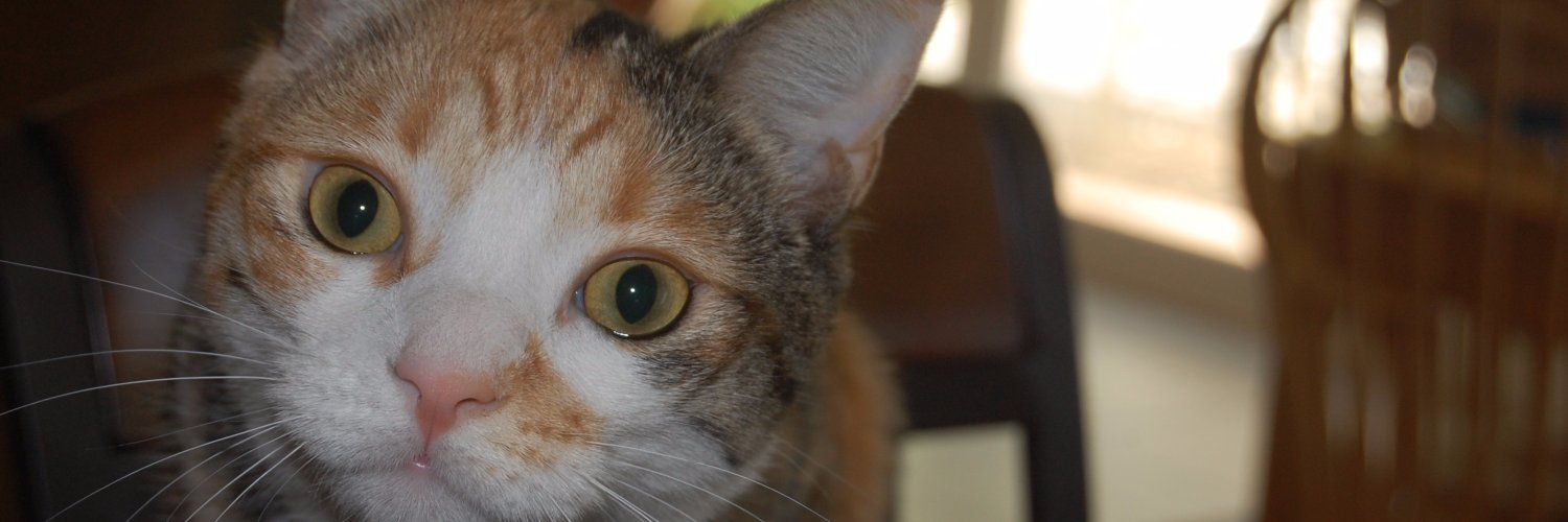 sarahwalllace's profile banner image