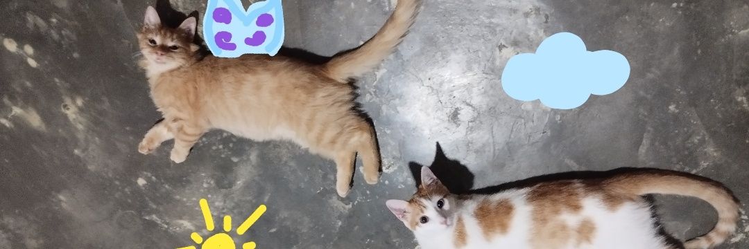 Tellmeyeli's profile banner image