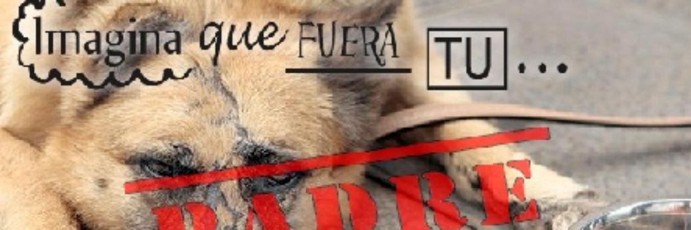 PetaMexico's profile banner image