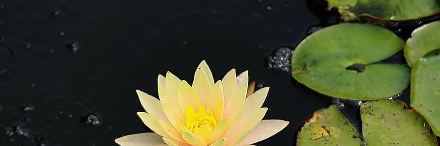 snailshroom's profile banner image