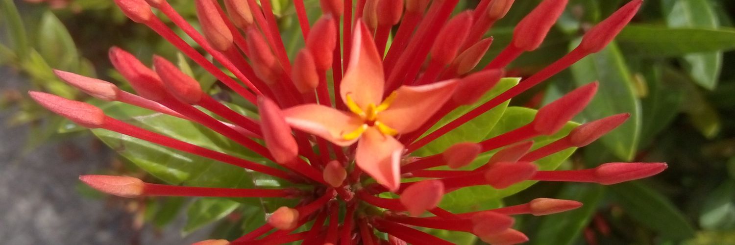 itzelcocodrilo's profile banner image