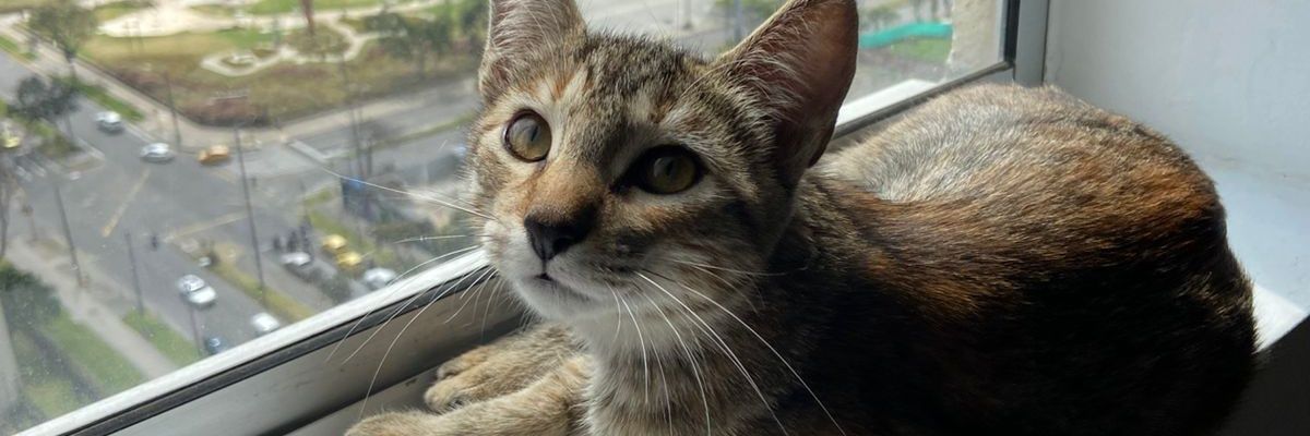 amed_dam's profile banner image