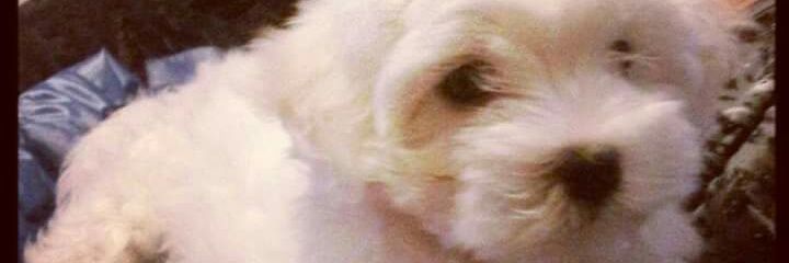 Marimon60's profile banner image