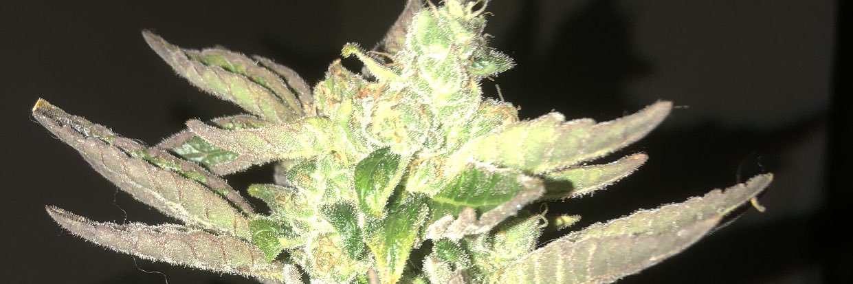 Legend of Drag⭕️ banner