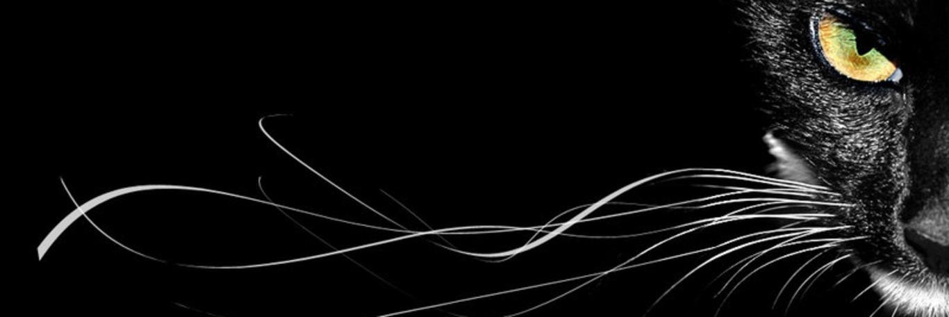 DEnigmaticGirl's profile banner image