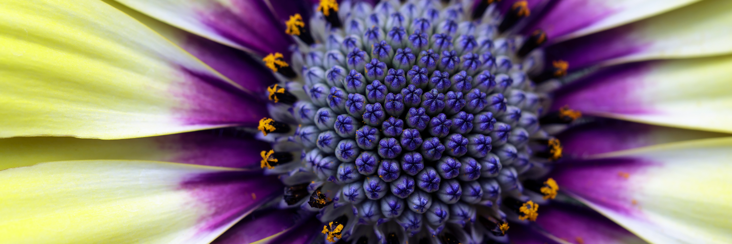 Dr Gillian Plummer banner